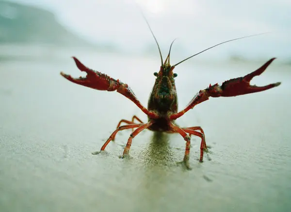 A delightful crayfish image