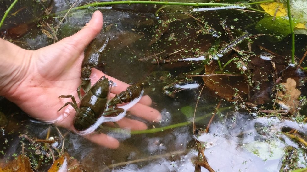 A delightful crayfish image