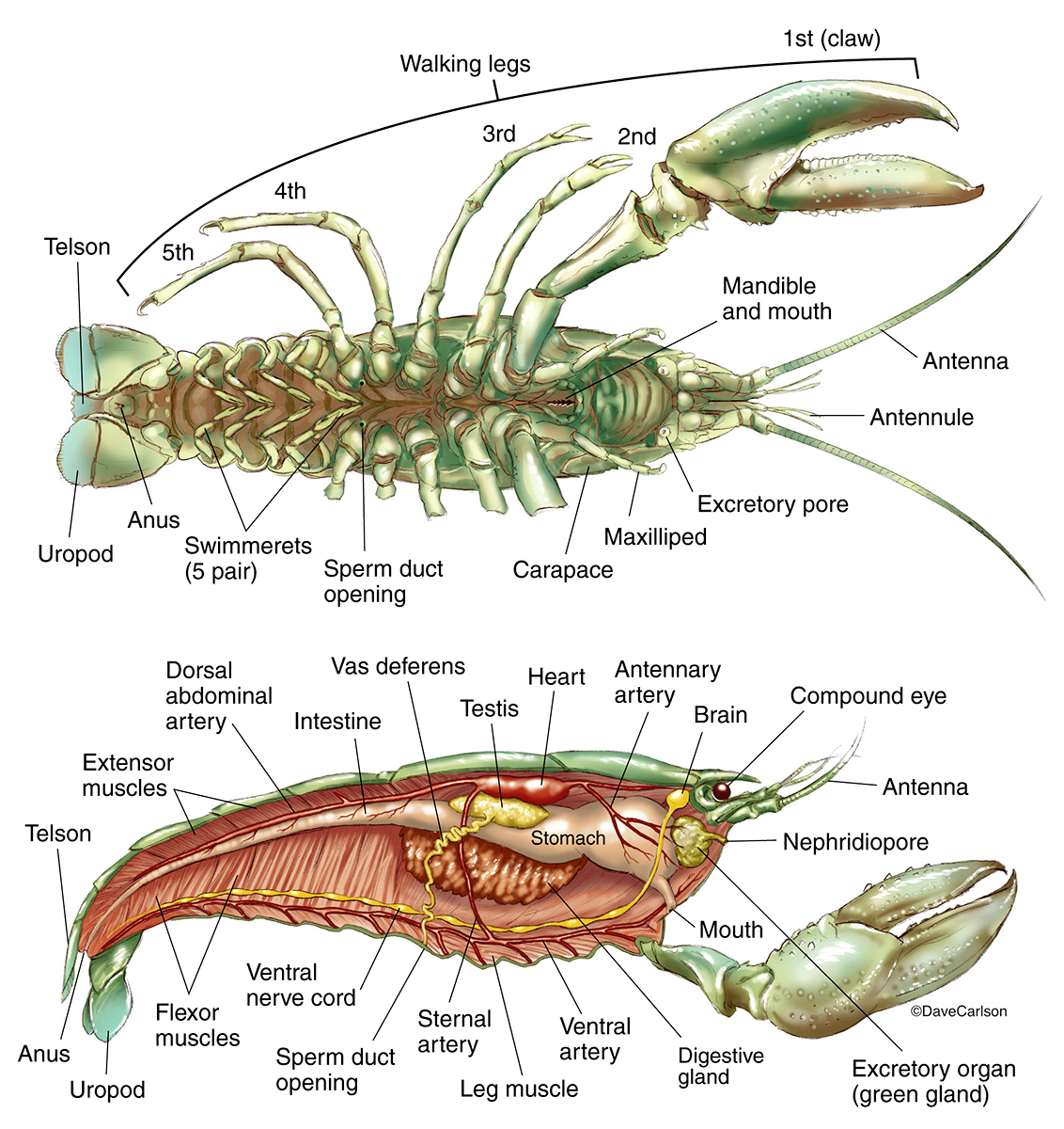 A delightful crayfish image