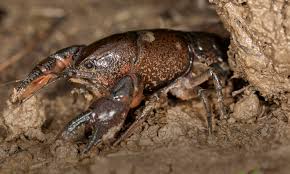A delightful crayfish image